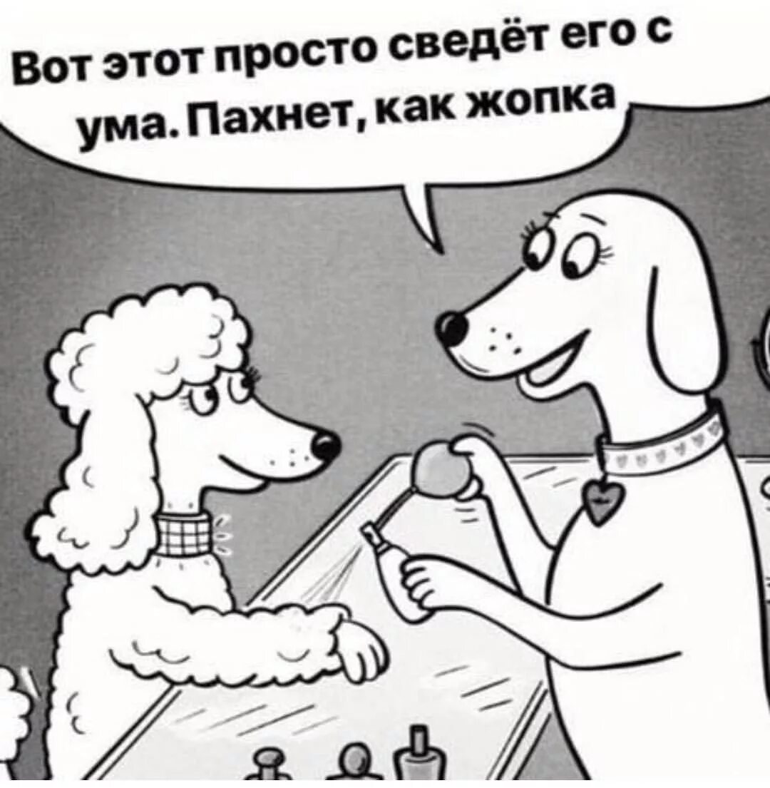 Собаки не имеющие запаха