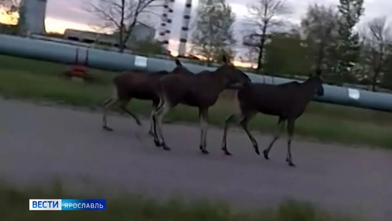 Лось в Ярославле Брагино. Лось на Ярославском шоссе. Лось в городе. Памятник лосю на Ярославском шоссе.