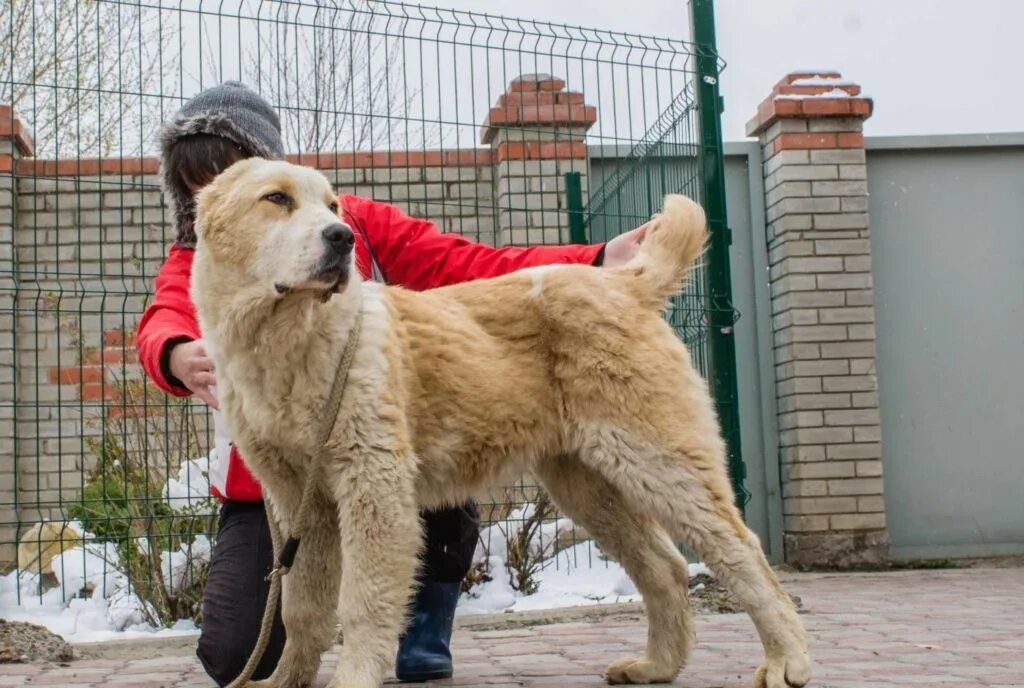 Алабай кавказский сторожевой. Лучшие сторожевые собаки. Собаки для охраны. Большие охранные собаки. Породы для охраны частного дома