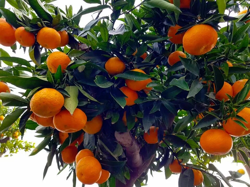 Мандарин орел. Citrus reticulata. Мандарин reticulata. Цитрус мандарин. Мандарин Citrus reticulata Blanco.