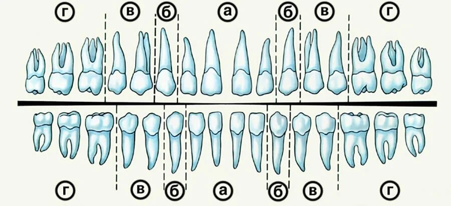 Резцы клыки премоляры моляры анатомия. Зубы верхней челюсти анатомия.