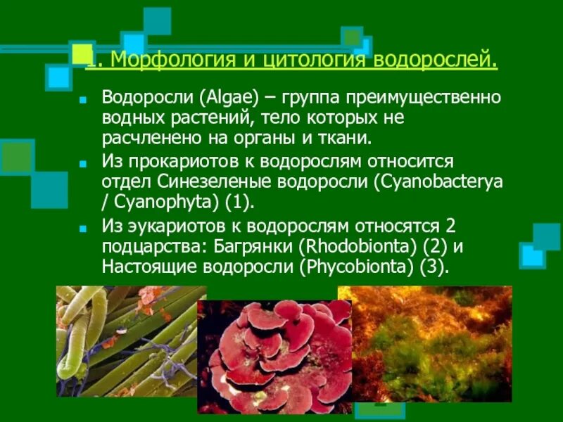 Микроводоросли морфология. Растения тело которых расчленено на органы. Растения тело которых не расчленено на органы. Морфология водорослей.