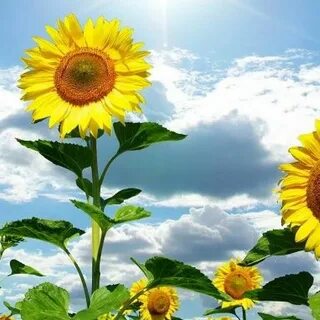 Картинки подсолнухи на рабочий