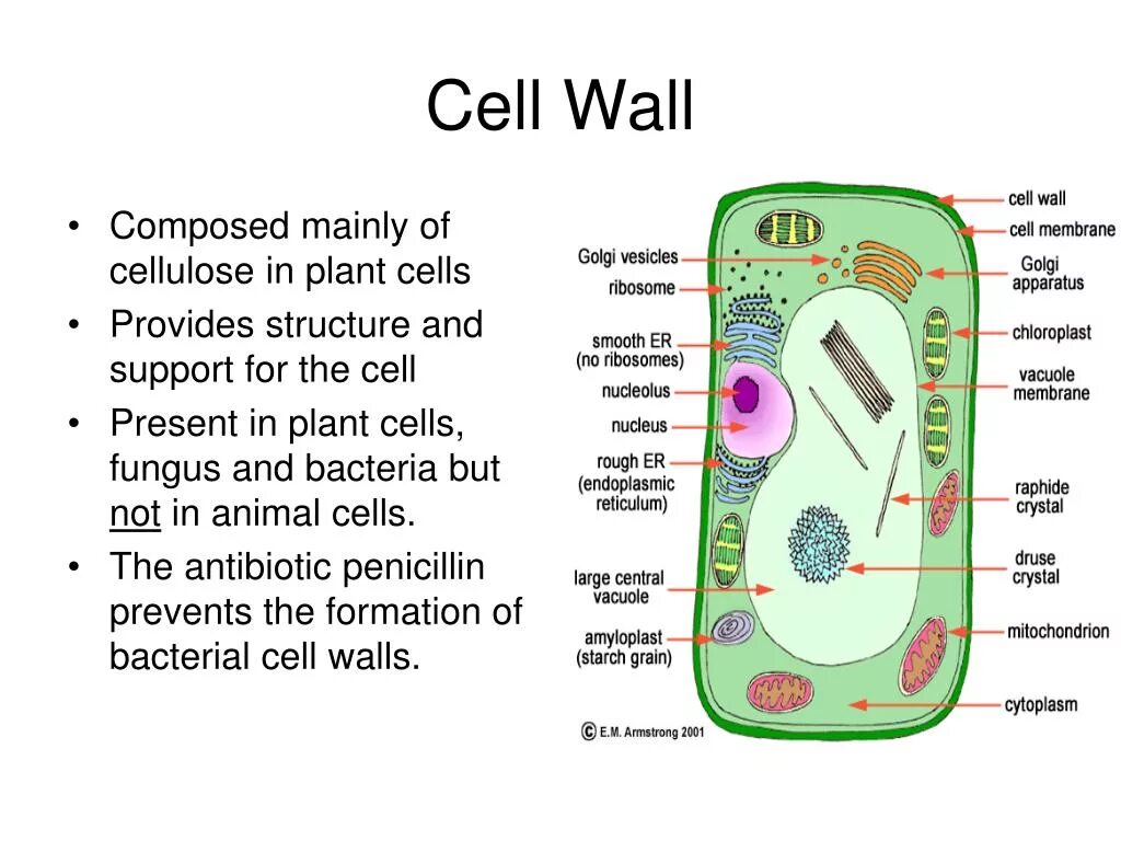 Fungal Cell structure vs bacteria Cell structure. Cell Wall Plant Cell. Cell Wall in Plant Cell. Plant Cell, animal Cell and a bacterial Cell have.