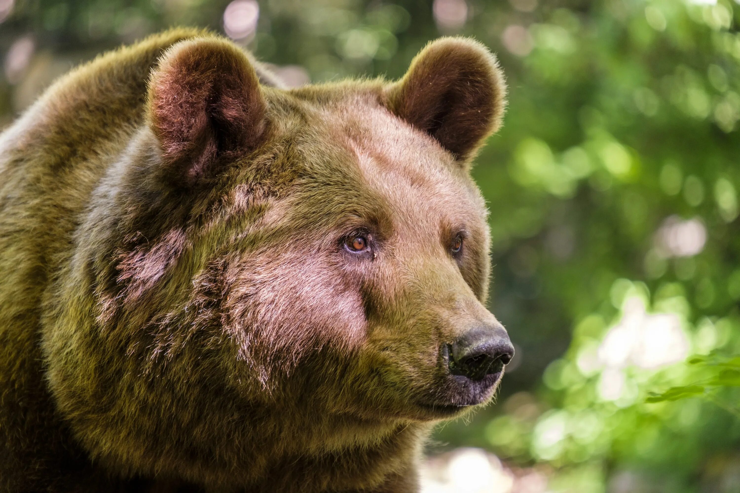 Bear s eye. Медведь Гризли. Браун Беар. Бурый медведь. Морда медведя.