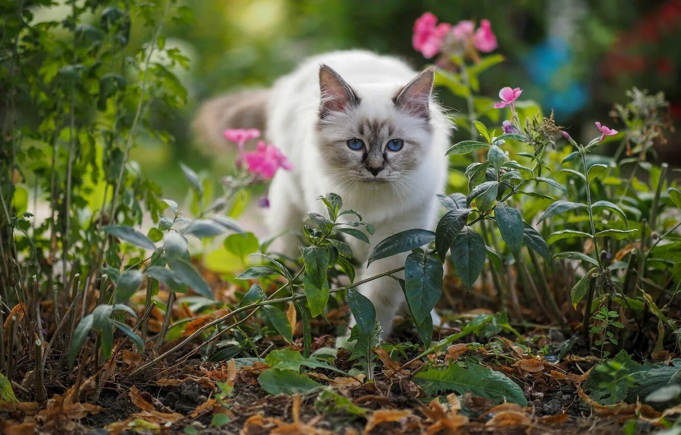 Котик летом