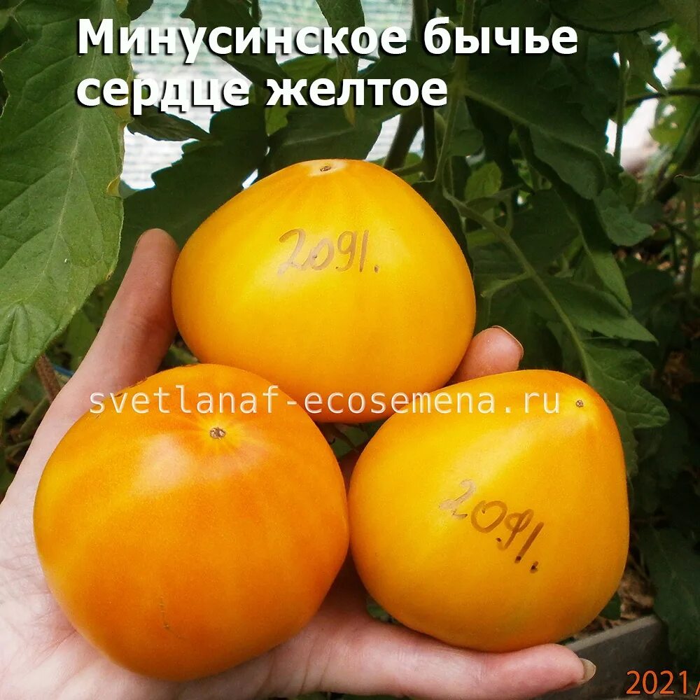 Минусинские бычье сердце отзывы. Томат сорт минусинское бычье сердце. Томат сердце минусинска. Томат бычье сердце желтое. Томат бычье сердце минусинское розовое.
