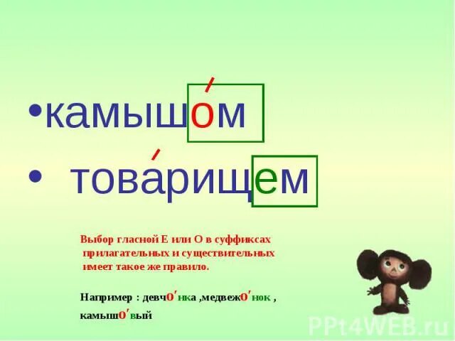 Окончание слова камышом. Как правильно написать камыш. Тростник правописание правило. Камышом о или ё. Камышом почему пишется о.