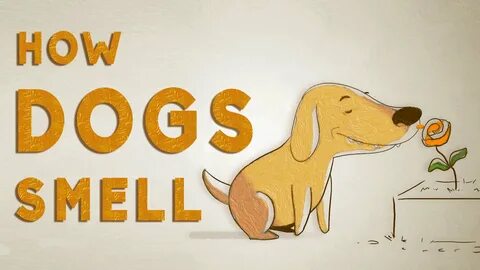 How dogs