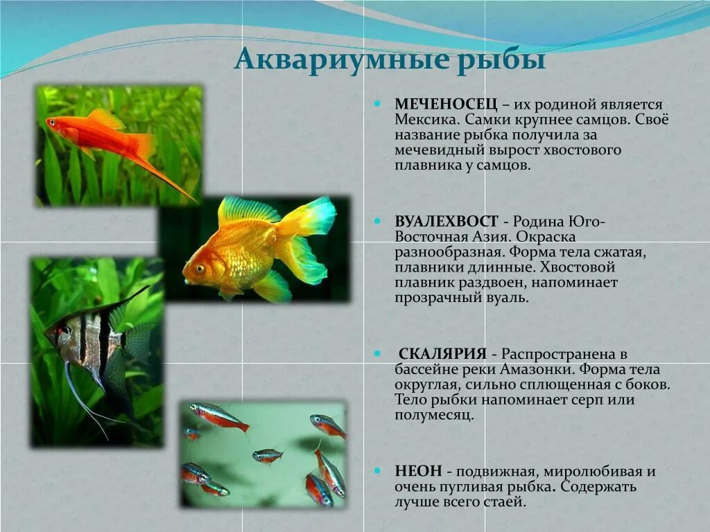 Рыбки для аквариума. Раскраска аквариум с рыбками. Аквариумные рыбки рисование в средней группе. Аквариумные рыбки названия. Конспект аквариумные рыбки.