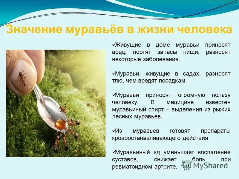 Муравей значение. Значение муравьёв в жизни человека. значение муравьев в жизни человека. роль муравья в жизни человека. роль муравьев в жизни человека.