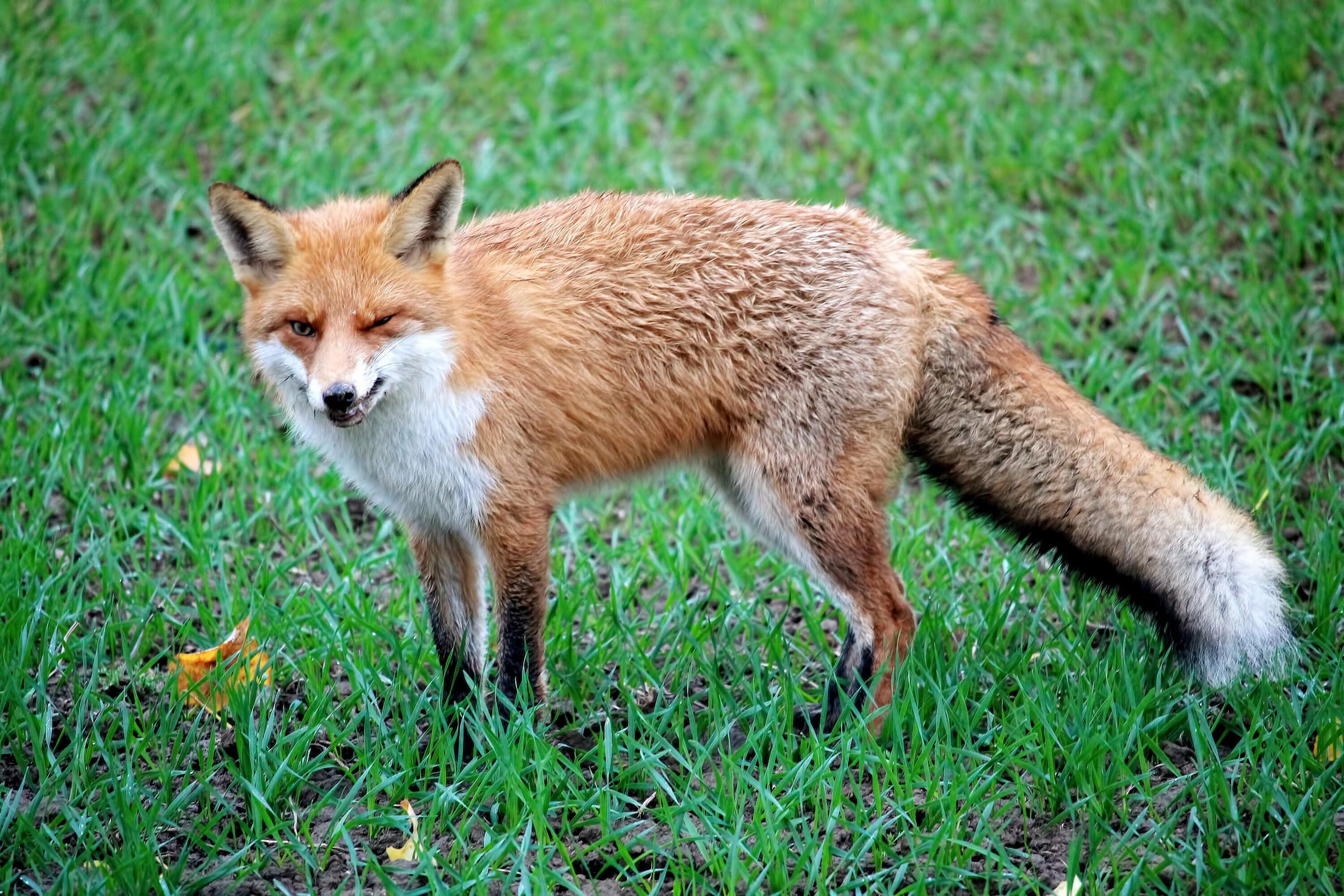 В каком fox. Лиса фото. Дикая лиса. Самая большая лиса в мире. Пушистая Лисичка.