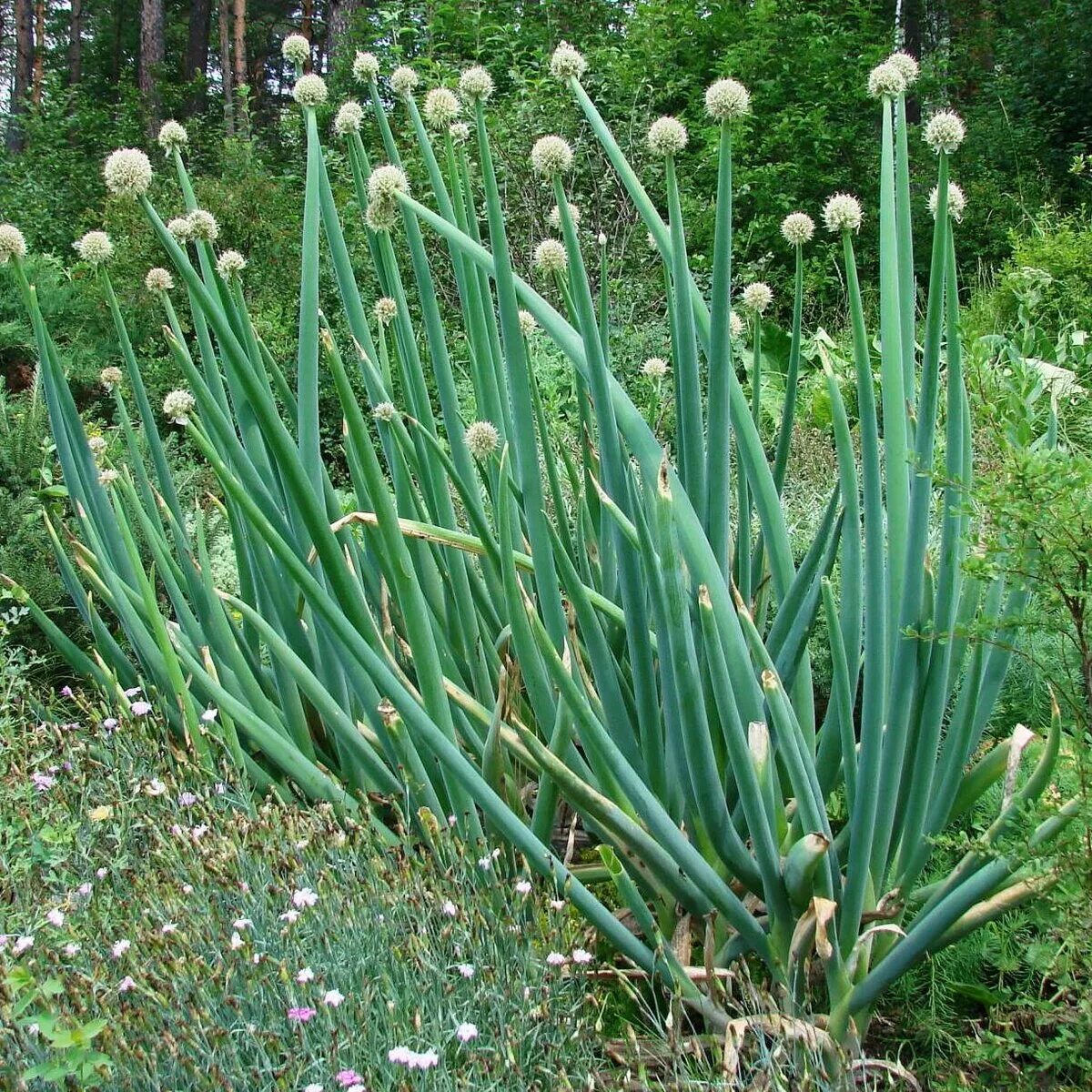 Лук какое растение. Лук батун шалот. Лук какое растение. Лук какое растение. Лук какое растение.