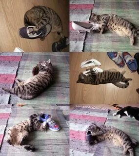 Течка у стерилизованных кошек сколько длится
