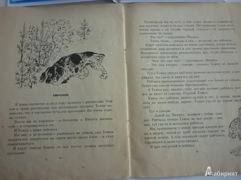 Чарушин рассказы про птиц. Рассказы про зверей и птиц. чарушин рябчонок. из книги рассказы про зверей и птиц героев.