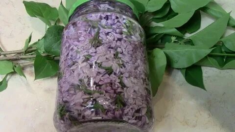 Настойка сирени