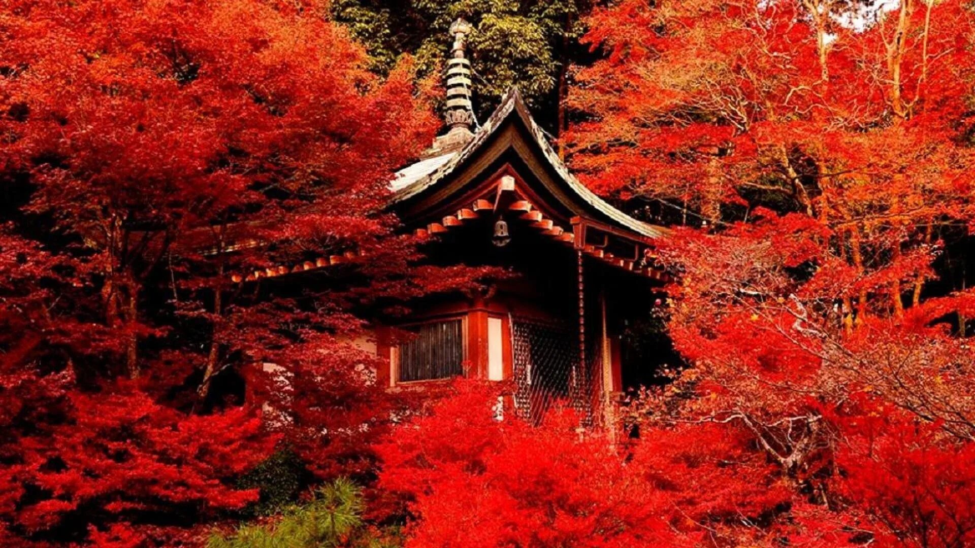 Япония красные клены Киото. Киото Момидзи. Храм Дайго в Киото. Японские клены Момидзи.