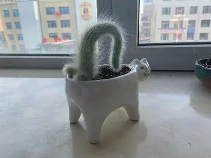 Коте горшок