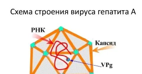 Вирус гепатита с 1 b