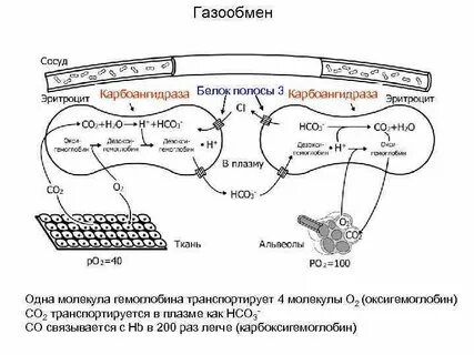 Система обеспечивающая газообмен