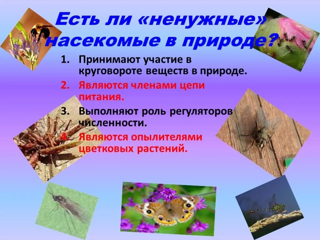 Класс насекомые многообразие. Разнообразие насекомых. Роль насекомых в природе. Многообразие и значение насекомых. Многообразие насекомых, их роль в природе.