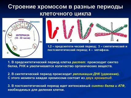 Удвоение количества днк происходит в
