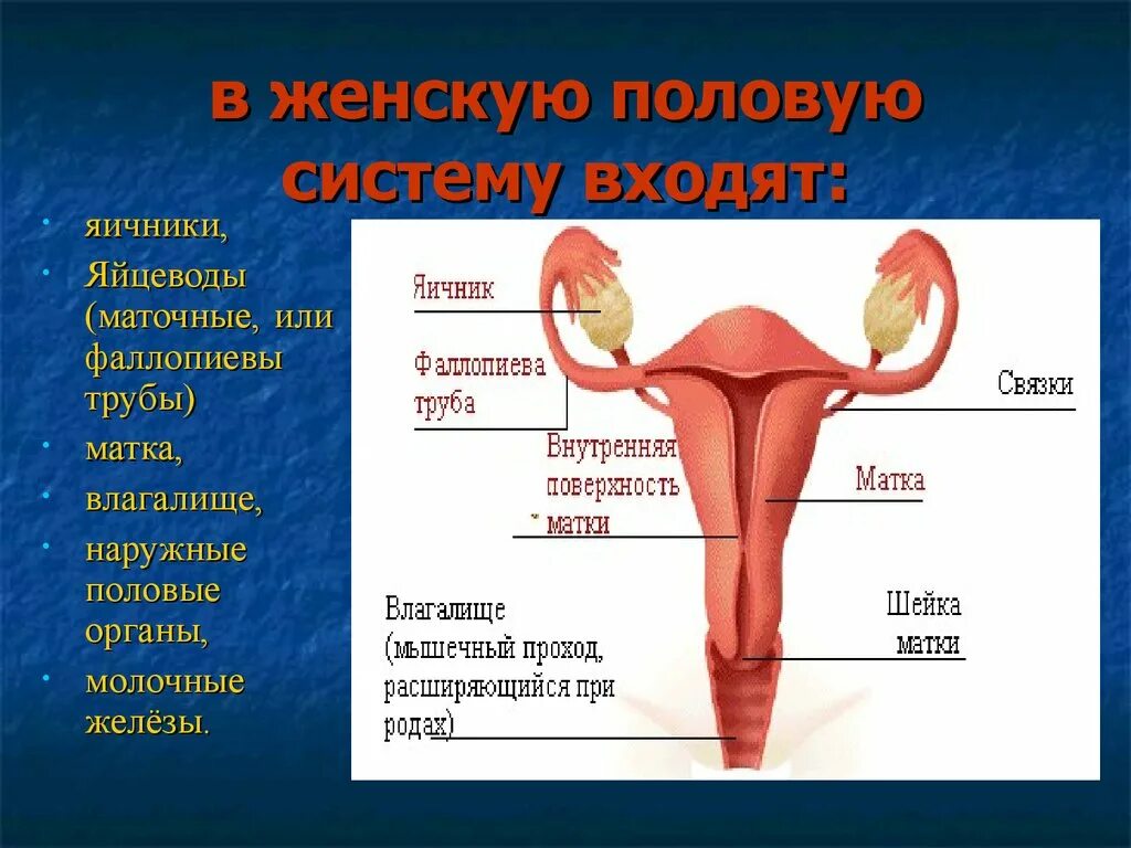 Половые органы строение функции. Женская половая/система строение. Женская половая система строения наружных половых органов. Строение женской половой системы яйцевод. Строение женских.половых органов внутренних.