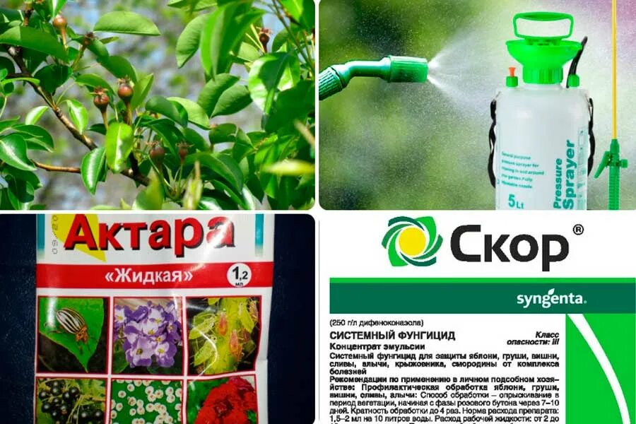 Инсектициды для плодовых деревьев и кустарников. Фунгицид +скор опрыскивание. препарат актара+скор. средство для деревьев от вредителей. средства для опрыскивания плодовых деревьев.