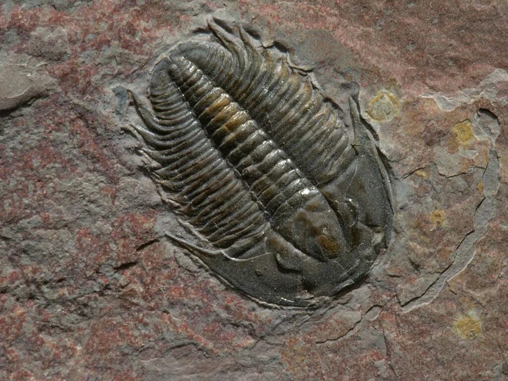 Самый древний живой. Палеонтология окаменелости. Окаменелые щитни. Сосна мафусаил самый старый живой организм на планете. Кембрий/кембрийский взрыв.