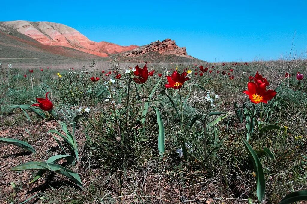 тюльпан туркестаника. афган тюльпаны. тюльпаны грейга в кыргызстане. красный тюльпан казань. тянь-шань тюльпан киргизия.
