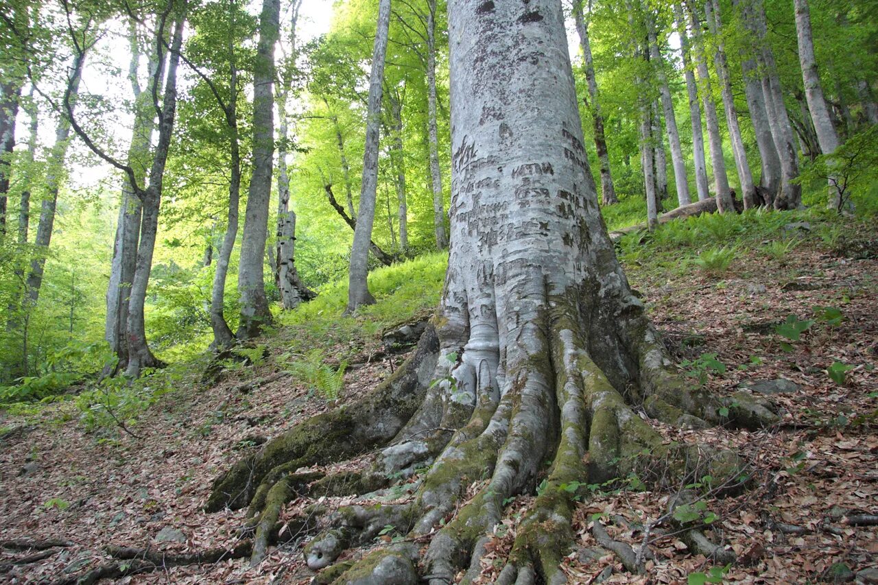 глэмпинг лес красная поляна. красная поляна сочи эсто садок. реликтовый лес сочи красная поляна. лес глэмпинг и спа красная поляна. глэмпинг "лес", с.