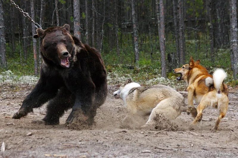 Лайка с медведями. Охотничья собака на медведя. Порода для охоты на медведей.