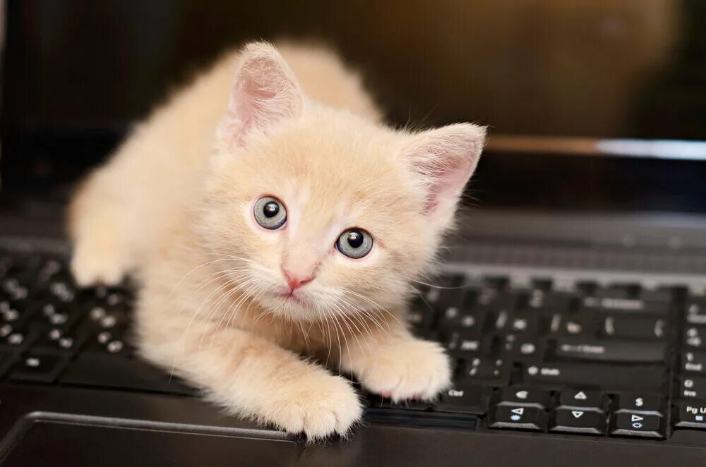 Keyboard cat
