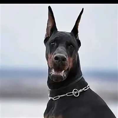 Небесный доберман песня. Песня доберман zatoboy. Доберман верный. Треки с доберманами. Песня доберман.