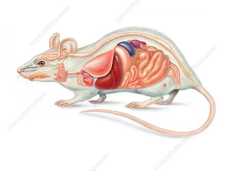 Внутренняя мышь. Анатомия крысы внутренние органы. Анатомия крысы внутреннее строение. Лабораторная строение крыса.
