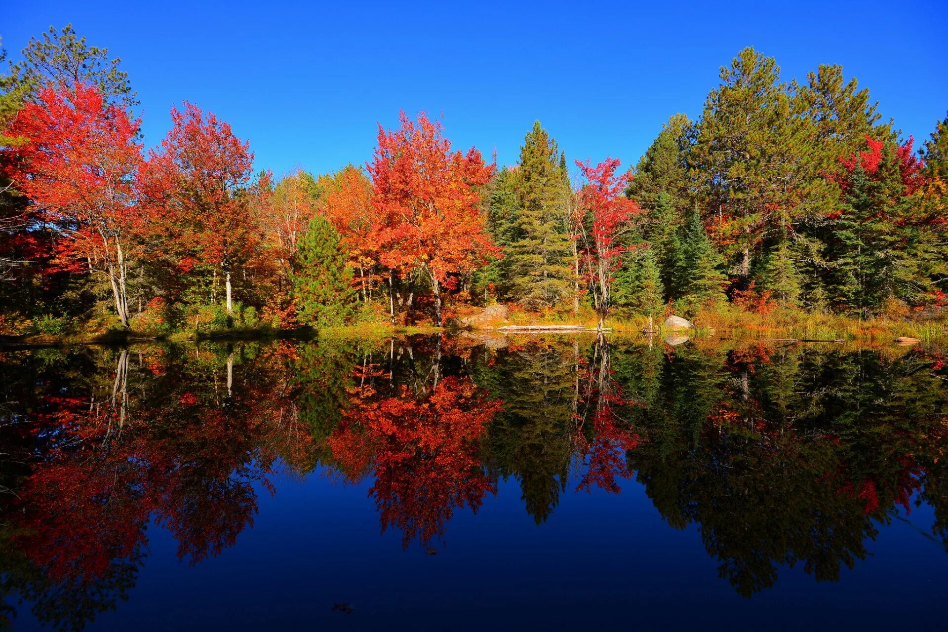 Деревья смотрят в воду. Красивая осень. Осенняя природа. Осенний лес. Природа осень.