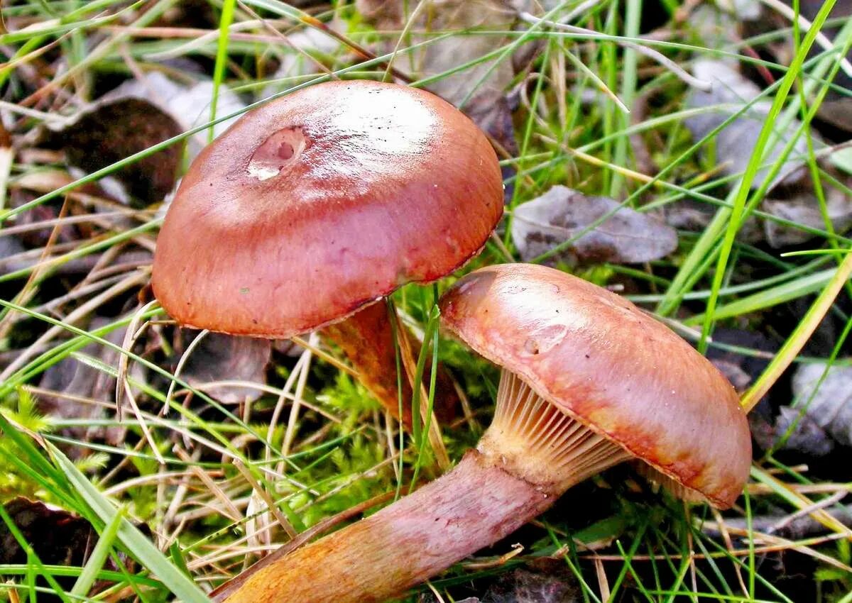 Гриб мокруха. Мокруха еловая. Гриб мокруха пурпуровая. Мокруха еловая. Мокруха сосновая пурпуровая.