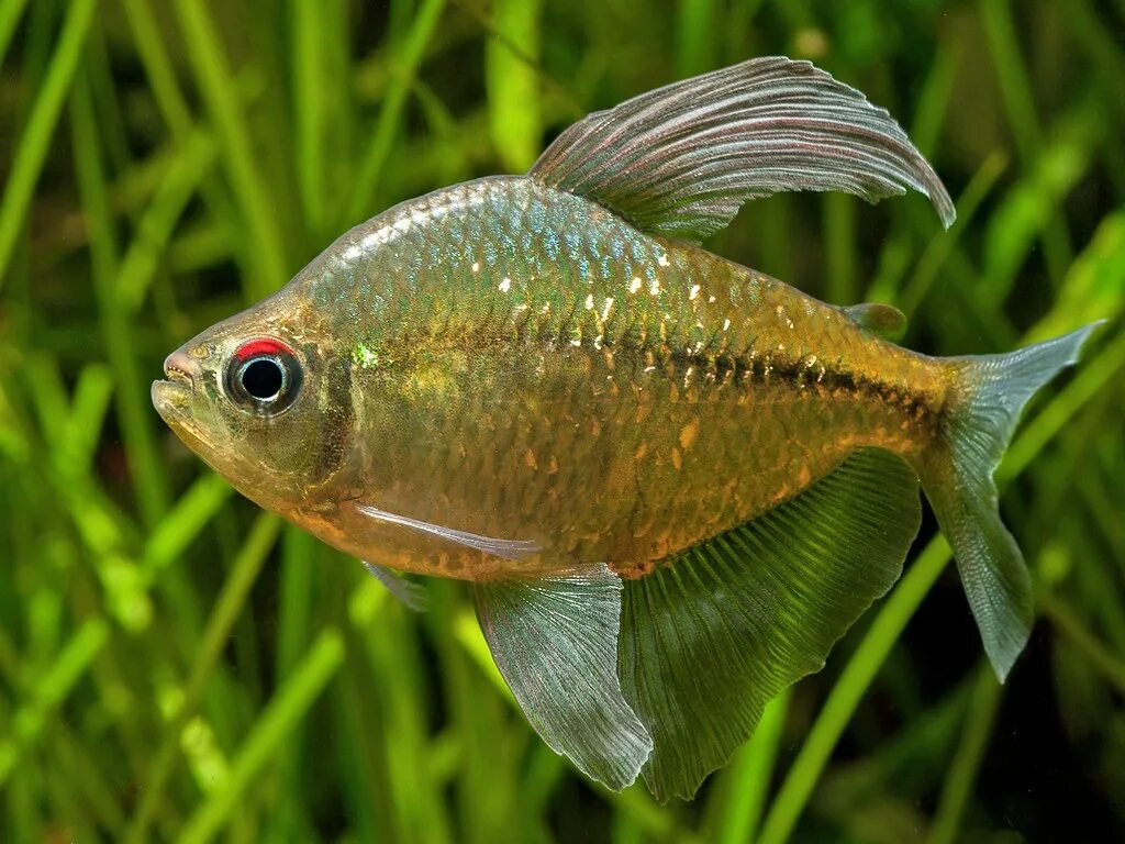Тетра рыбка аквариумная. Тетра медная рыбка аквариумная. Аква тетры. Тетра бриллиантовая (moenkhausia pittieri). Тетра золотая рыбка аквариумная.