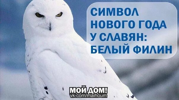 Год филина по славянскому календарю. Сипуха букля. Славянский календарь белый филин. Белая сова в пензе. Белый филин по славянскому.