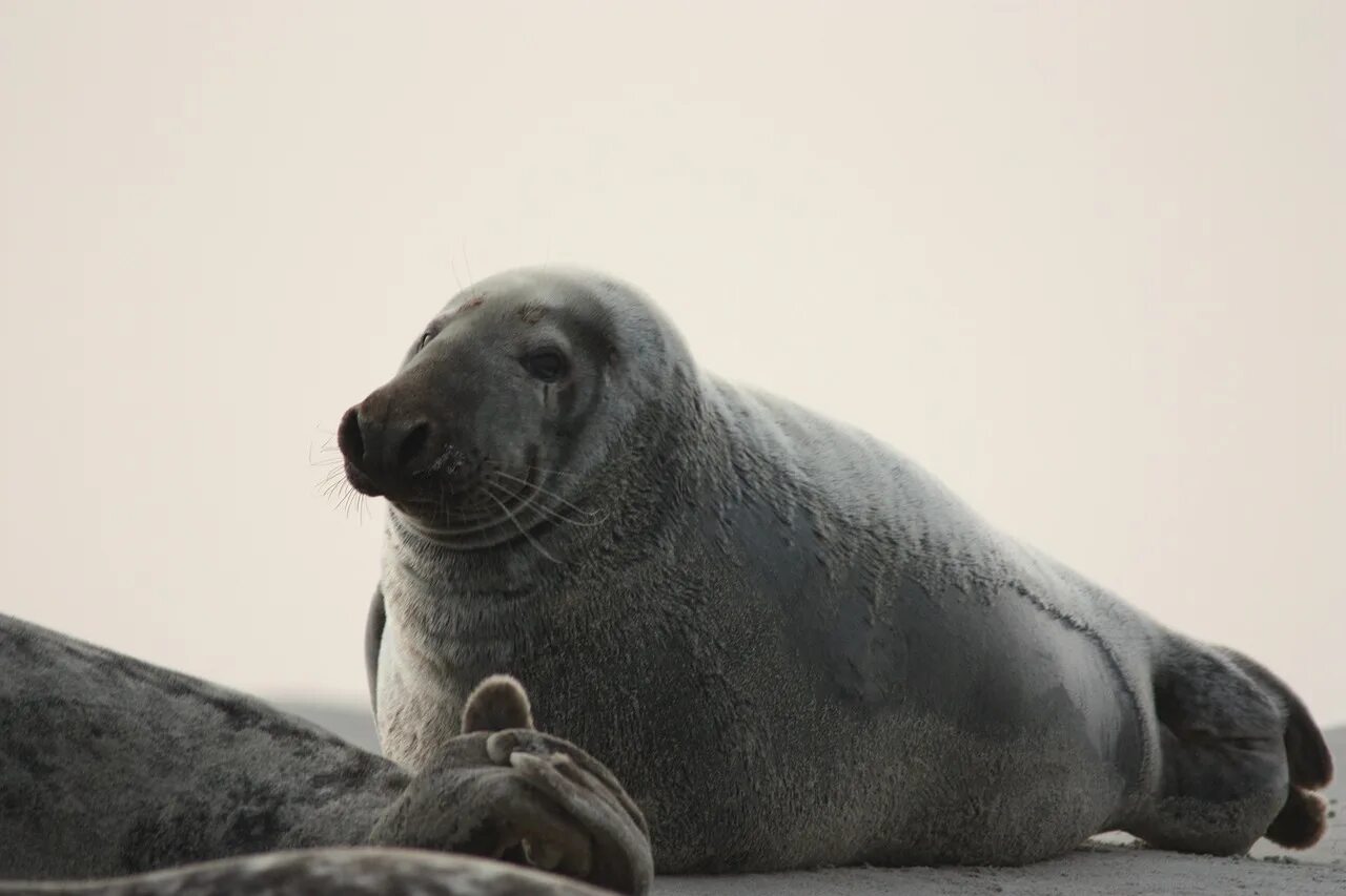 Grey seal