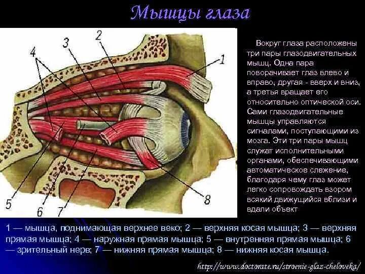 Имеет место крепления глазодвигательных мышц. Глазодвигательные мышцы слезный аппарат. Мышцы глаза. Мышцы глаза человека.