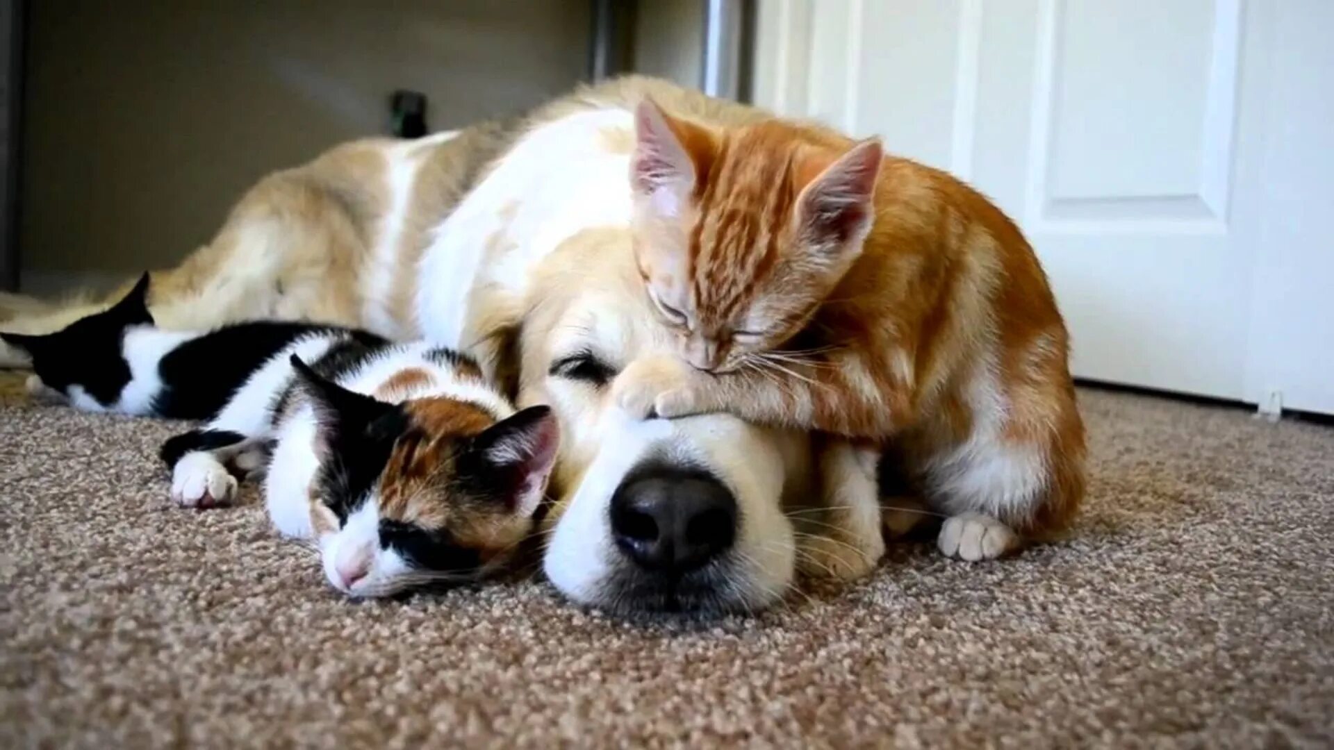 Кошки и собаки. Милые собачки и кошечки. Забавные домашние животные. Фото кошек и собак. Видео про питомцев