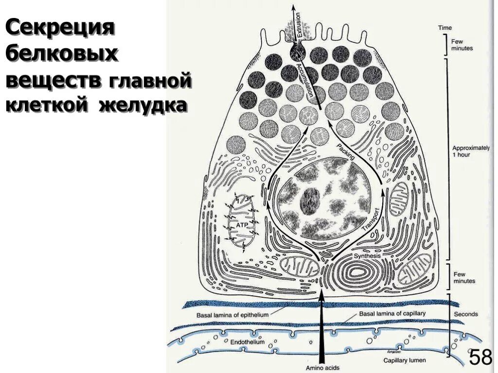 Секреторные б клетки. Секреция клеток желудка. Ультраструктура секреторной клетки. Схема секреторной клетки. Строение секреторных клеток.