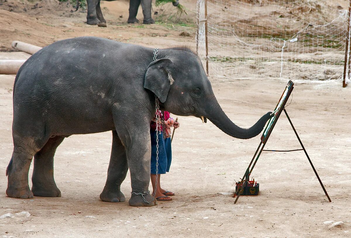 Слон Йоси. Домашний слон. Индийский слон и человек. Домашний Слоник. Working elephant