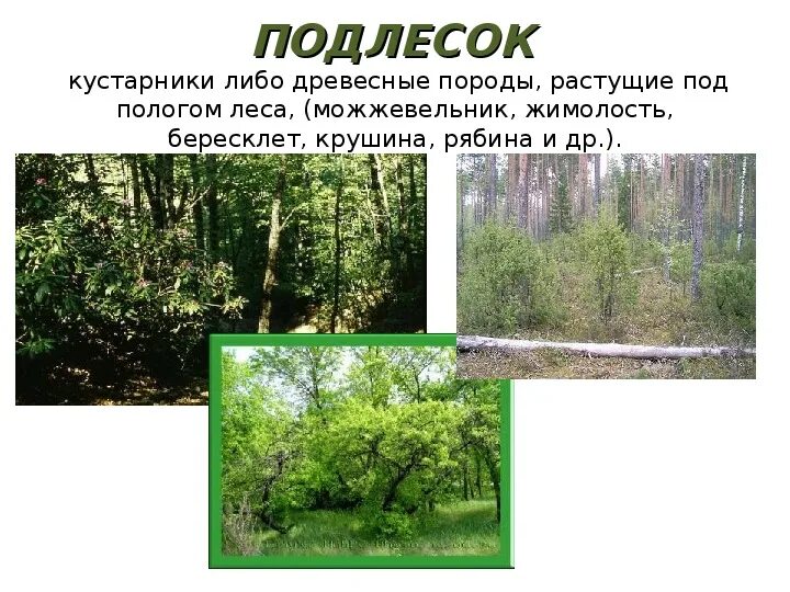 Что означает термин подлесок