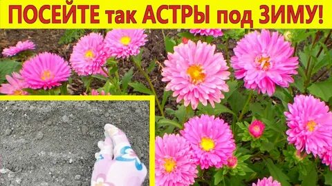 Можно сажать астру под зиму