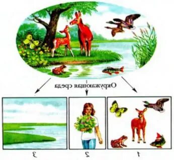 Экологические факторы рисунок