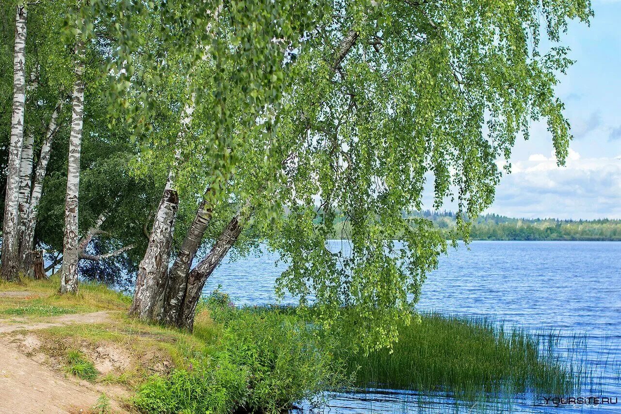 Березка сиверский. Берёзовая роща Ивановская область. Волга река Березка. Река Березка Ивановская область. Березовая роща озеро Ивановская область.