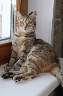 Кошка варя