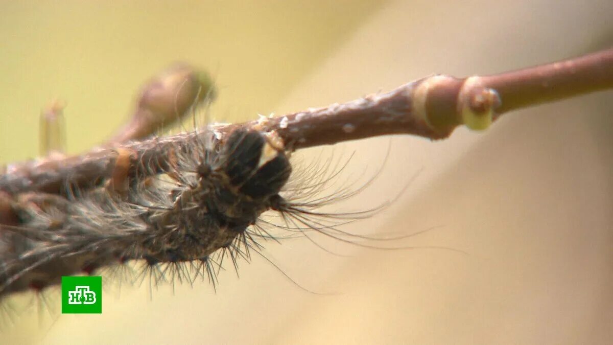 Сибирский шелкопряд нашествие. Непарный шелкопряд лес. Шелкопряд в башкирии. Шелкопряд гусеница в башкирии. Непарный шелкопряд нашествие гусениц.